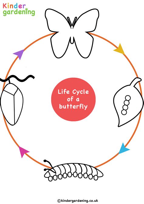 life cycle   butterfly colouring  sheet  simple visual