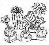 Cacti Succulents Recolor Bujo Adults sketch template