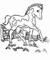 Horse Coloring Pages Pretty Getcolorings Trojan Cat Choose Board sketch template