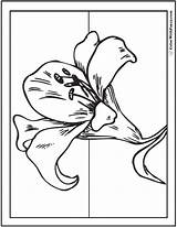 Lily Coloring Pages Fun Printables sketch template