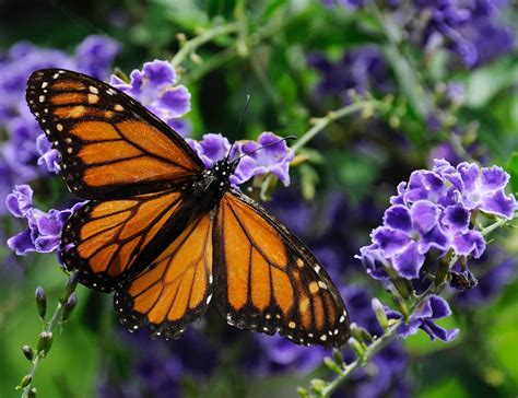 whats blooming butterflies flock   flowers houston chronicle