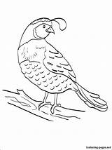 Quail Coloring Pages Manna Preschool Kids Printable Colouring Color Sheet Bird Sketch Animals Gambel California Bible Worksheets Quails Getdrawings Choose sketch template