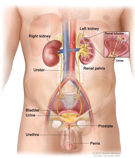 Urinary Tract Patient Siteman Cancer Center