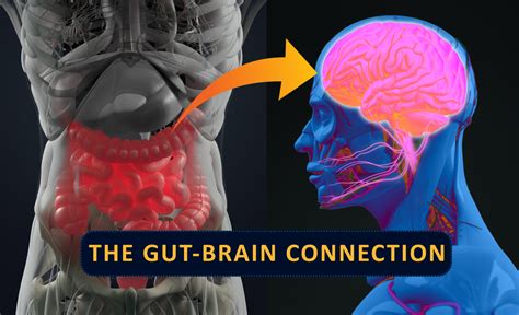 How Probiotics Boost Immunity Protect Your Intestinal Tract And