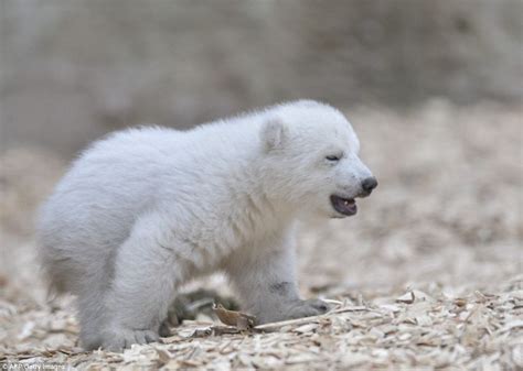 uplifting   winking polar bear cub    step