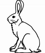Hare Arctic Coloring Clipart Pages Rabbit Outline Printable Drawing Cliparts Template Artic Templates Color Animals Applique Animal Jack Printables Google sketch template