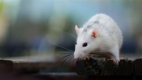 rueyada fare goermek ne anlama gelir rueyada beyaz fare goermek neye