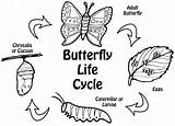 Coloring Butterfly Cycle Life Pages Kids Printable Clipart Monarch Animal Stages Young Colouring Print Lifecycle Google Caterpillar Popular Cycles Preschool sketch template