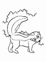 Skunk Omnivorous Mammal sketch template