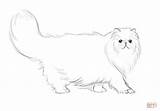 Persian Cat Coloring Pages Printable Drawing Chat Cats Cartoon Drawings Tattoo Top Sketch Chats sketch template