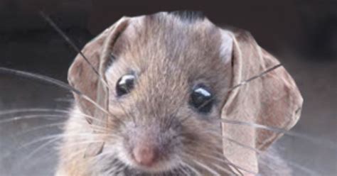 Rats Psychology Today
