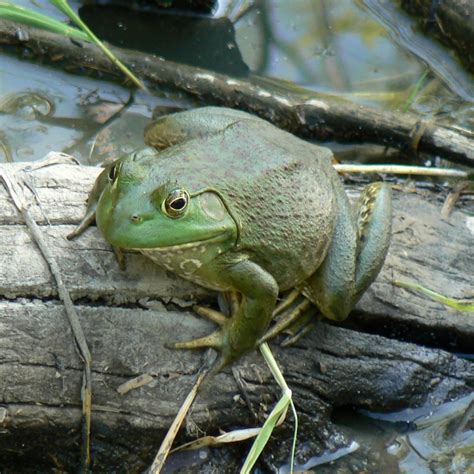 bullfrog  stock photo public domain pictures