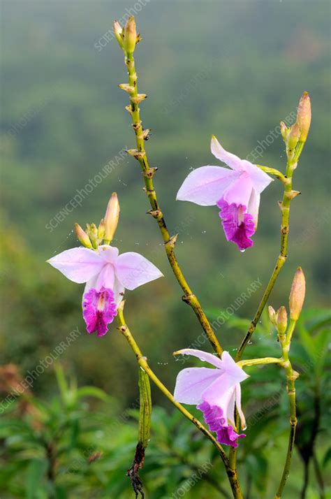 bamboo orchids stock image  science photo library