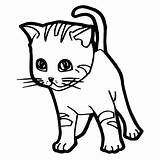 Kucing Mewarnai Katze Gatto Malvorlage Kitten Sitzend sketch template