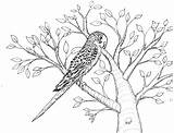 Coloring Pages Budgie Budgerigar Birds Robin Great Parakeet Australia Popular sketch template