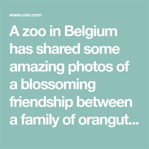 zoo shares adorable pictures  orangutans playing   otter friends   orangutan