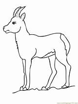 Coloring Pages Goat Printable Chamois Drinking Deer Antelope Water Drawing Kids Pronghorn Color Animals Online Getdrawings Bestcoloringpagesforkids Results sketch template