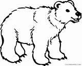 Bear Coloring Young Online Coloring4free Related Posts sketch template