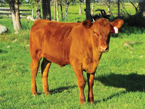 tips on selecting female replacement cattle grainews