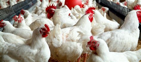 setting   poultry farm brand spur