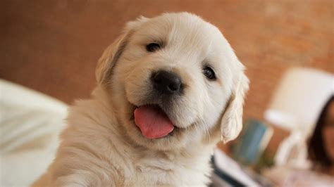 cute puppy     smile