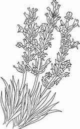 Lavender Lavendel Ausmalen Mewarna Colornimbus Sayur Sayuran Lavandula Angustifolia sketch template