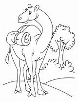 Camel Coloring Pages Drawing Kids Se Cartoon Color Standing Field Funny Printable Oo Ount Desert Caravan Popular Getdrawings Library Clipart sketch template