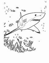 Bajo Tiburón Tiburon Descripción sketch template