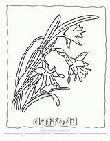 Coloring Daffodil Pages Books Library Clipart Line sketch template