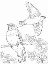 Swallow Barn Drawing Bird Coloring Swallows Birds Getdrawings Pages sketch template