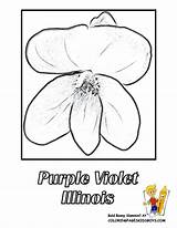 Coloring Flower Illinois Purple Pages State Violet Flowers Book Yescoloring Kids Designlooter Drawing Printable sketch template