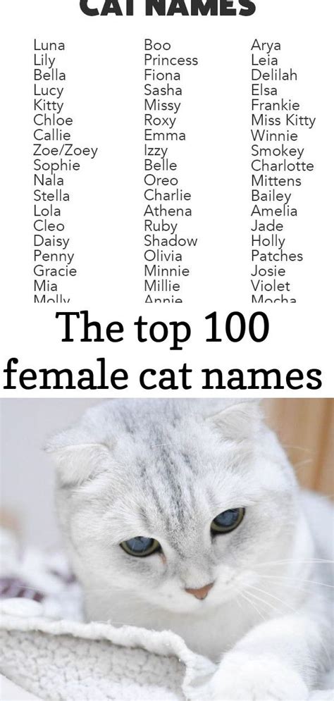 The Top 100 Female Cat Names Cat Names Cats And Kittens Scottish