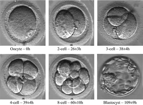 developing embryo   cell stages   hours