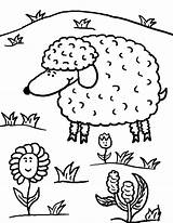 Coloring Sheep Lamb sketch template