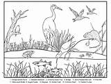 Wetland sketch template