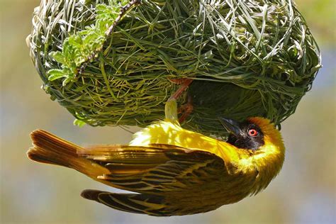 bird species usurp nests   bird species