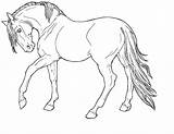 Pages Horse Coloring Pinto Getcolorings sketch template