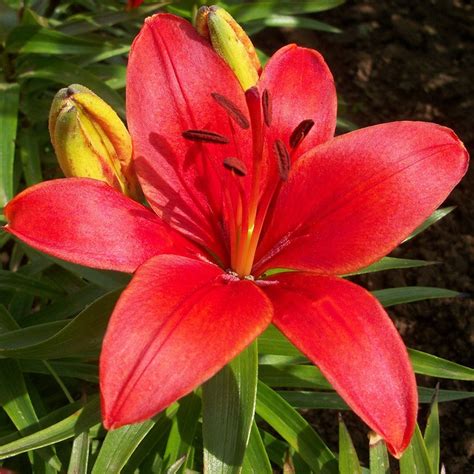 Buy Asiatic Lily Bulb Lilium Crimson Pixie £2 99 Delivery By Crocus