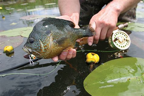 panfish flies fly fisherman