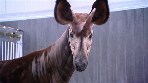 safaripark beekse bergen  hilvarenbeek  een okapi rijker omroep brabant