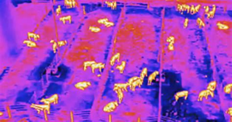 drones  apply thermal imaging  identify sick livestock  feedlots researchattexas