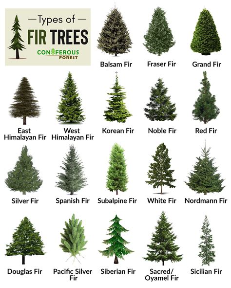 fir tree facts types identification diseases pictures types