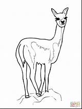 Llama Coloring Vicuna Pages Pajama Drawing Vicugna Red Cartoon Vicuña Color Getdrawings Noted Holiday Colorings Getcolorings sketch template