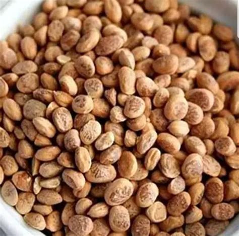 chironji  charoli seeds  himalayanspices