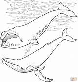 Humpback Baleine Malvorlagen Whales Requin Wale Sea Designlooter Supercoloring sketch template