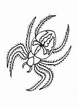 Spider Anansi Spinnen Bestcoloringpagesforkids Realistic Spiders Spiderman Ausmalbilder Creepy Crawly Spinne sketch template