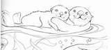 Coloring Otter Loutre Nutria Otters Dibujos Coloriages sketch template