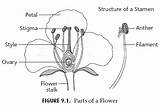 Flower Label Draw Stamen Parts Diagram Stigma Structures Flowers Stalk Biology Functions Brainly Peduncle Labels Weebly sketch template