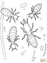 Termitas Termites Colorir Termite Desenhos Cupins Ausmalbild Kolorowanka Coloringbay Insects Holz Kaefer Kategorii Supercoloring sketch template