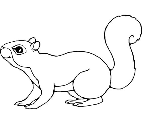 squirrel outline drawing  getdrawings